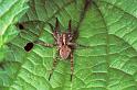 Pardosa_hortensis_P1174_Z_76_Les Gris_Frankrijk